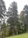 IMG_6443Winkefichte-Webpage-4-scaled.jpg