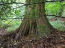 Purlimunter-Buche-webpage-3-scaled.jpg