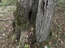 IMG_6416Mutter-Kind-Eiche-Webpage-2-scaled.jpg