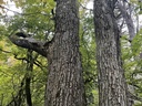 IMG_6416Mutter-Kind-Eiche-Webpage-3-scaled.jpg