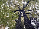 IMG_6416Mutter-Kind-Eiche-Webpage-4-scaled.jpg