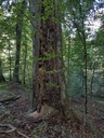 Fortuna-Buche-Webpage-2-scaled.jpg
