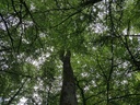 Pompadour-Eiche-4-scaled.jpg