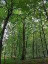 Pompadour-Eiche-5-scaled.jpg