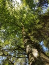Karfunkel-Buche-2-scaled.jpg