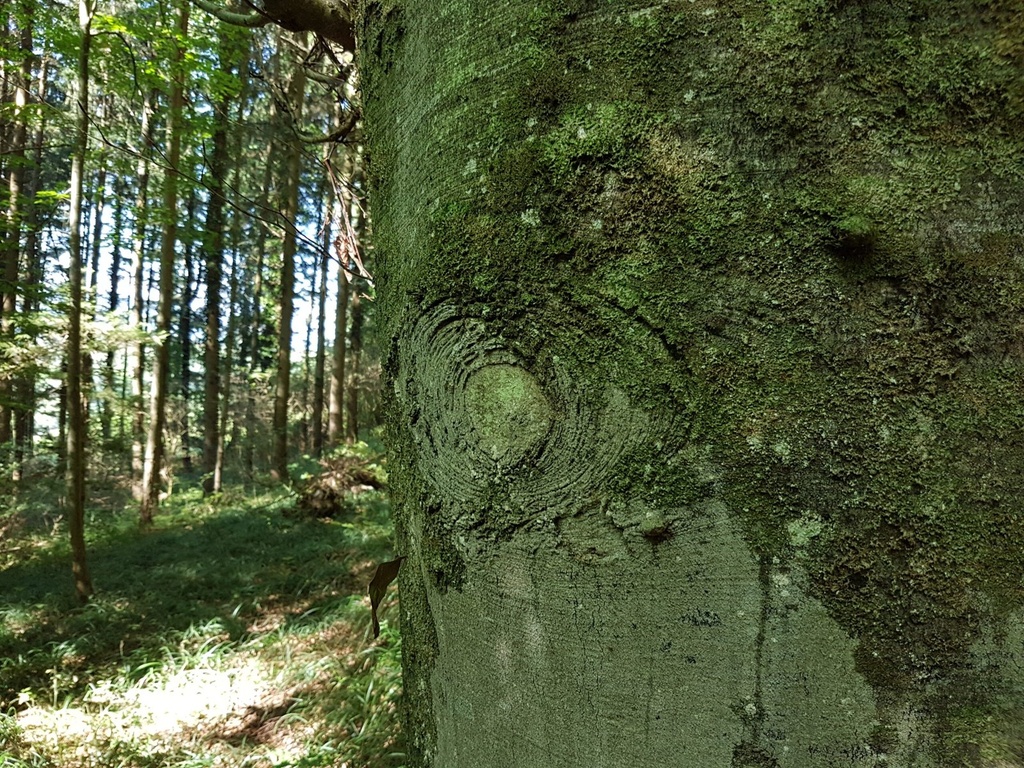 Karfunkel-Buche-3-scaled.jpg