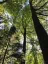 Karfunkel-Buche-4-scaled.jpg