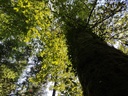 Grimbart-Eiche-2-scaled.jpg