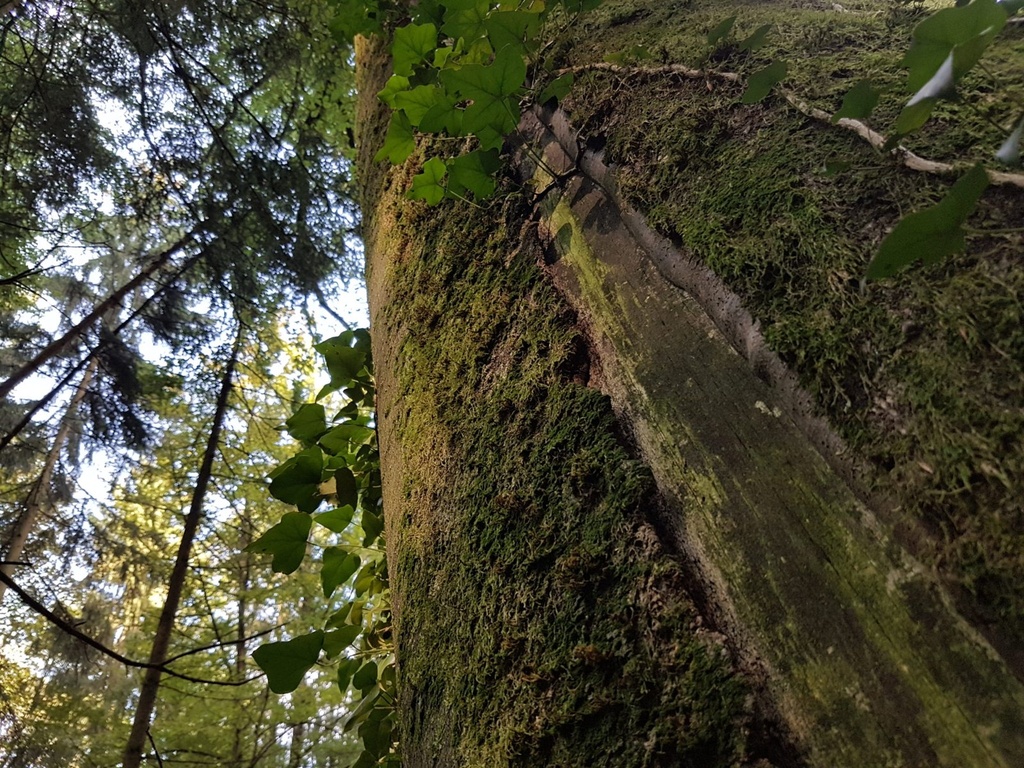 Nachtigall-Buche-Webpage-5-scaled.jpg