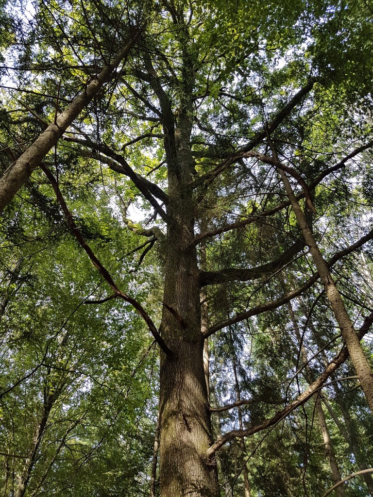 Stoertebeker-Eiche-Webpage-2-scaled.jpg