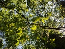 Grimbart-Eiche-3-scaled.jpg