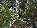 Stoertebeker-Eiche-Webpage-3-scaled.jpg
