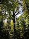 Grimbart-Eiche-5-scaled.jpg