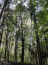 Stoertebeker-Eiche-Webpage-4-scaled.jpg