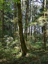 Spitzbueb-Ahorn-Webpage-3-scaled.jpg