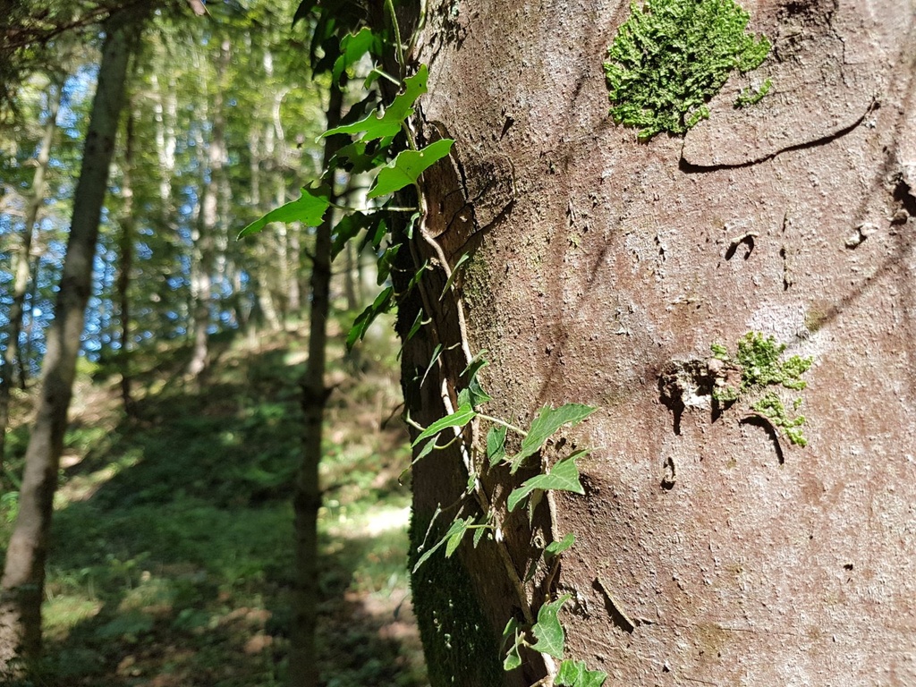 Spitzbueb-Ahorn-Webpage-4-scaled.jpg