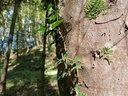 Spitzbueb-Ahorn-Webpage-4-scaled.jpg