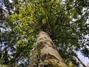 Loewenherz-Eiche-Webpage-2-scaled.jpg