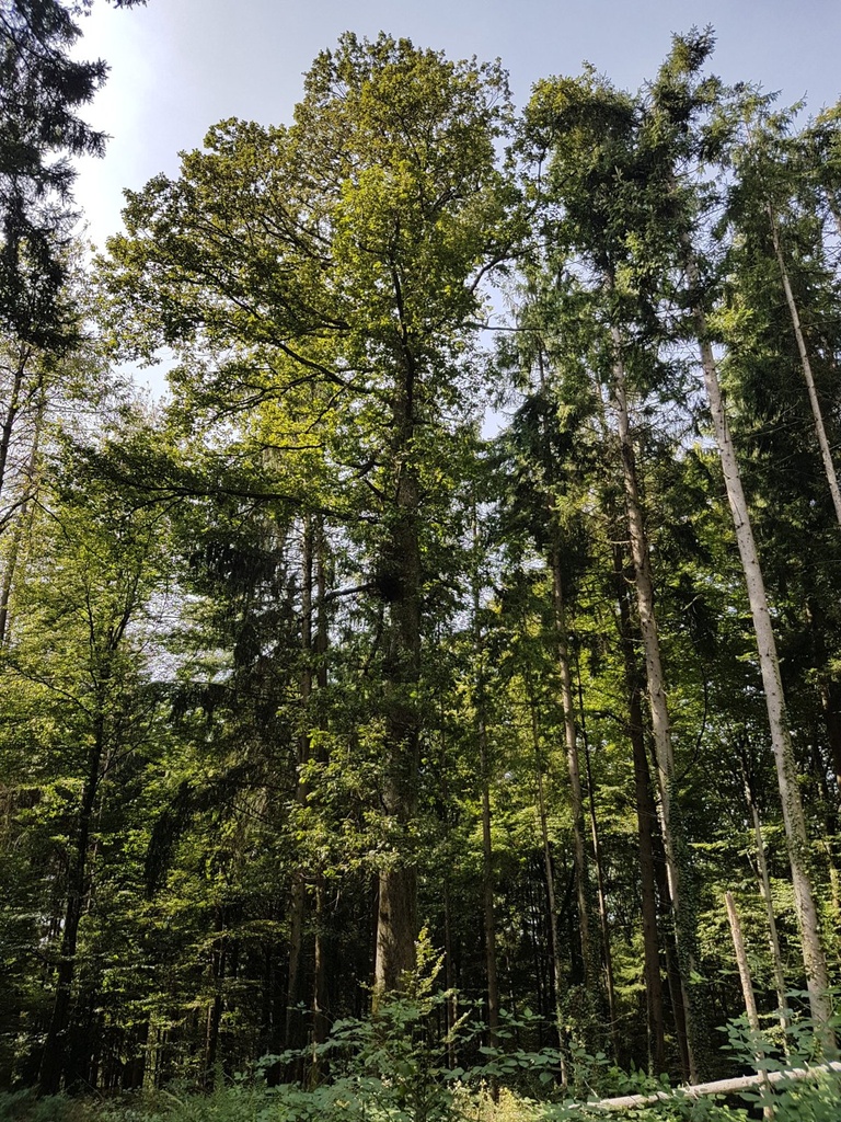 Loewenherz-Eiche-Webpage-3-scaled.jpg