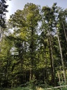 Loewenherz-Eiche-Webpage-3-scaled.jpg