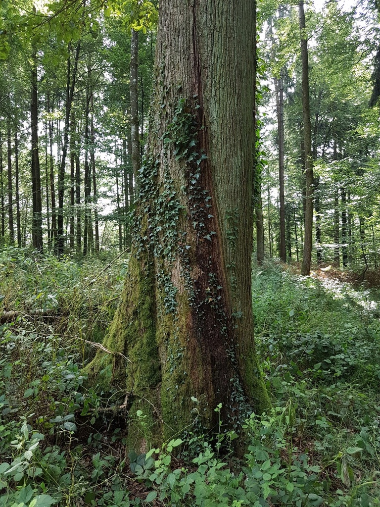 Loewenherz-Eiche-Webpage-4-scaled.jpg