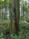 Loewenherz-Eiche-Webpage-4-scaled.jpg