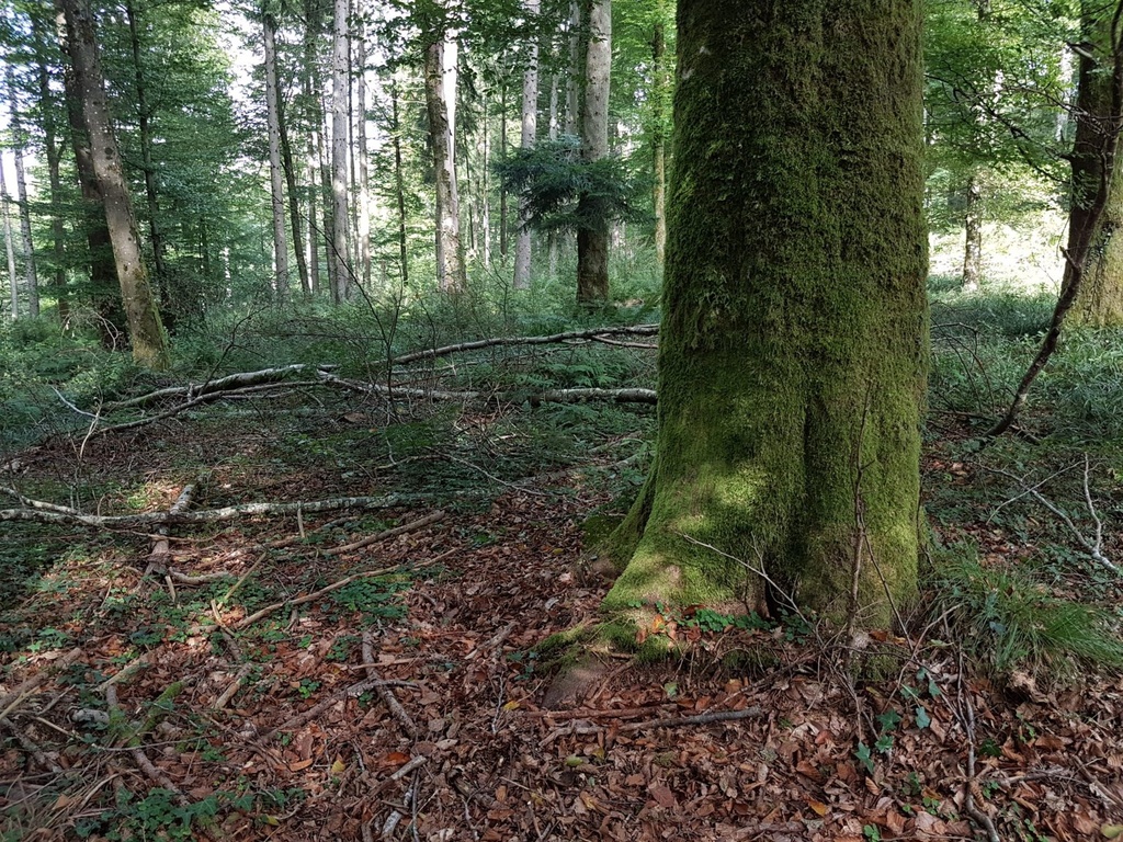 Blaettertanz-Buche-Webpage-2-scaled.jpg