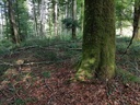 Blaettertanz-Buche-Webpage-2-scaled.jpg