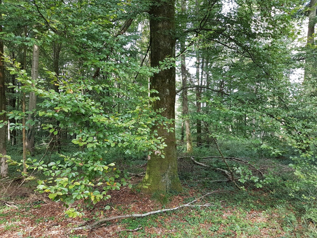 Blaettertanz-Buche-Webpage-3-scaled.jpg