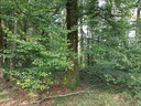 Blaettertanz-Buche-Webpage-3-scaled.jpg