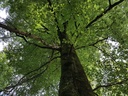Blaettertanz-Buche-Webpage-4-scaled.jpg