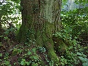 Bienenkoenigin-Linde-2-scaled.jpg