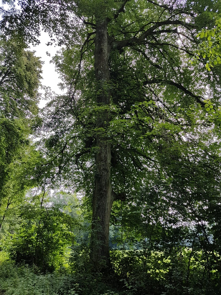 Bienenkoenigin-Linde-4-scaled.jpg