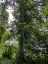 Bienenkoenigin-Linde-4-scaled.jpg