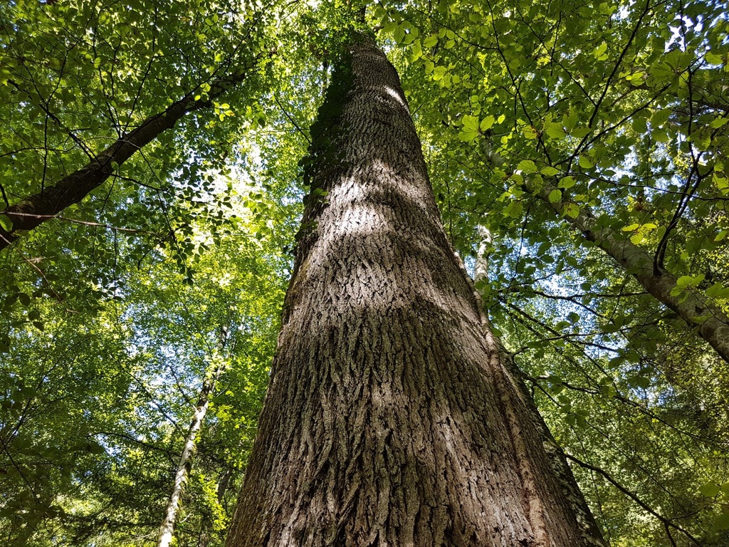 Kolumbus-Eiche-webpage-2-scaled.jpg