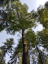 Luxor-Eiche-webpage-3-scaled.jpg