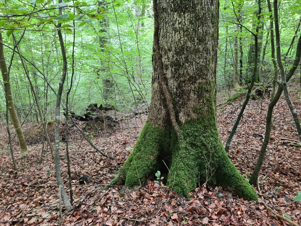 Schlangen-Eiche_5_1500px.jpg