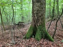 Schlangen-Eiche_5_1500px.jpg