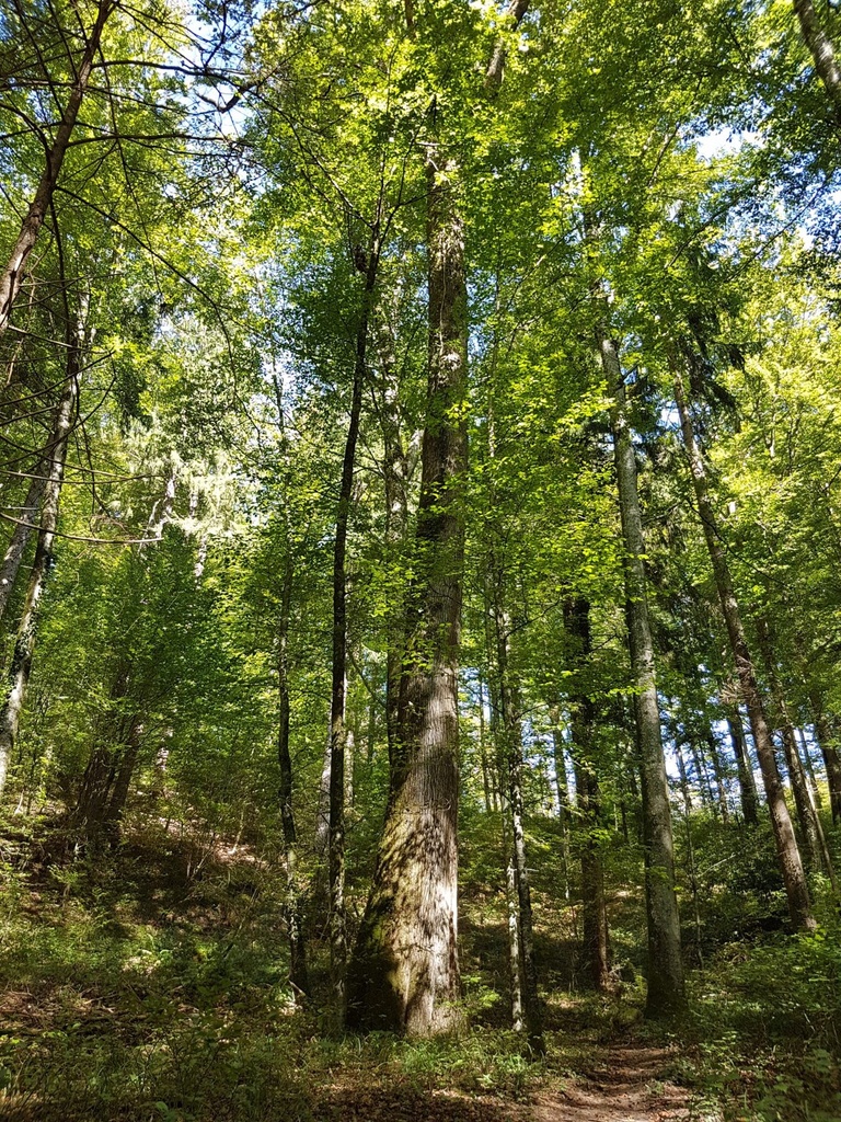 Kolumbus-Eiche-webpage-3-scaled.jpg