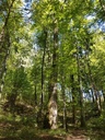 Kolumbus-Eiche-webpage-3-scaled.jpg