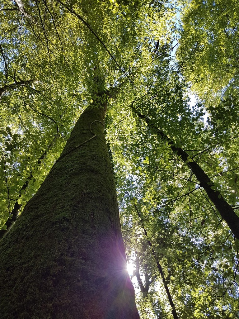 Kolumbus-Eiche-webpage-4-scaled.jpg