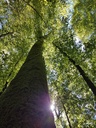 Kolumbus-Eiche-webpage-4-scaled.jpg