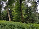 Porthos-Buche-Webpage-3-scaled.jpg