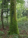 Nautilus-Eiche-Webpage-2-scaled.jpg