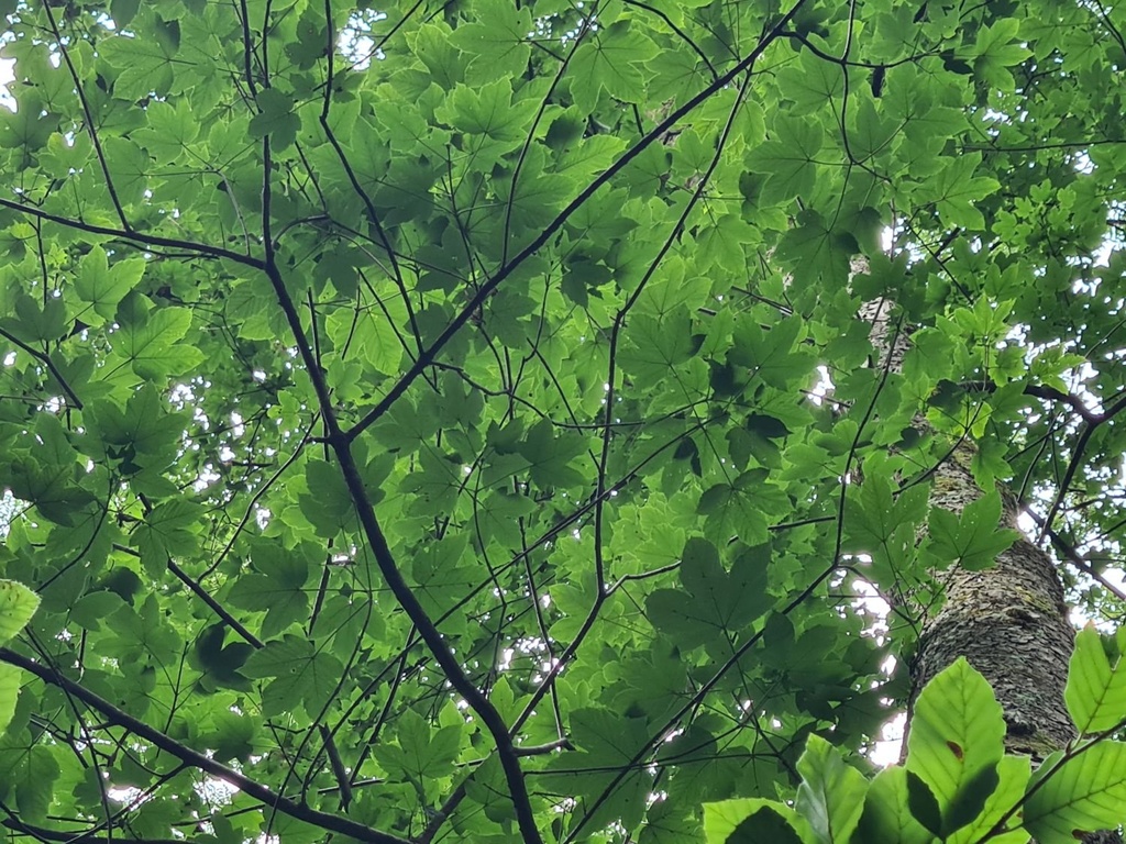 Befreit_5_1500px.jpg