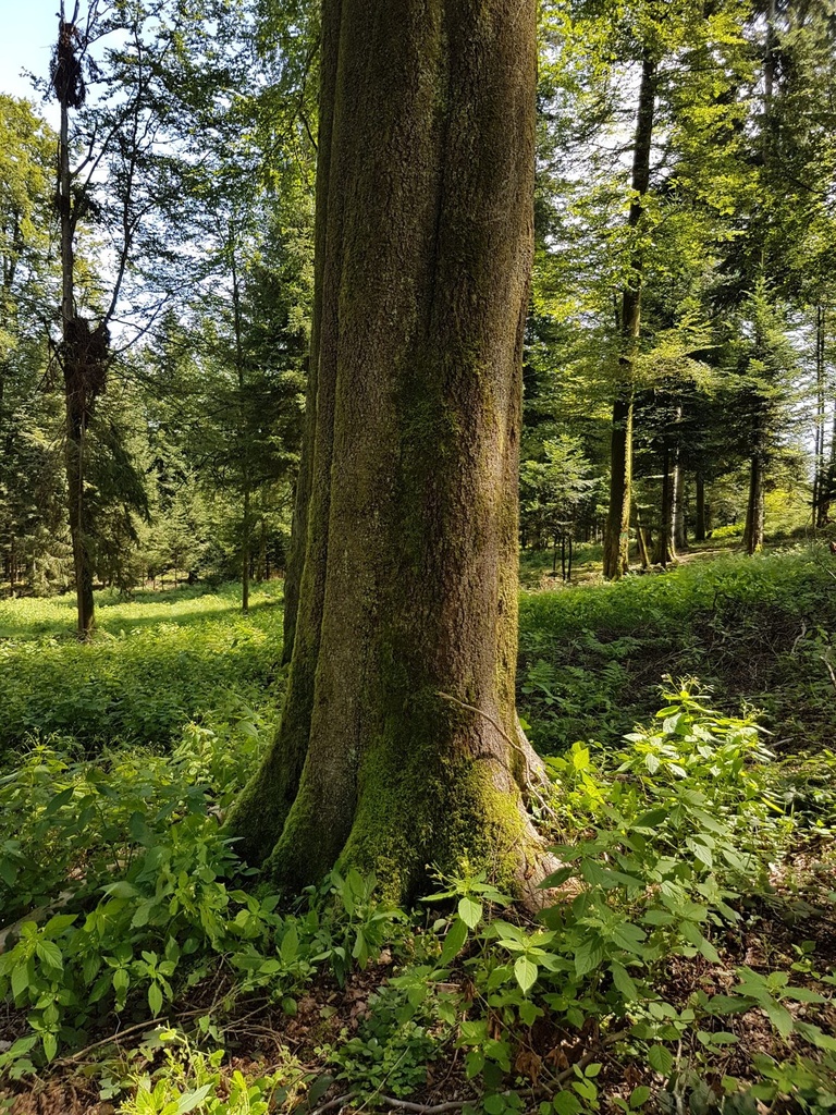 DietWALD-Buche-2-scaled.jpg