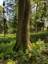 DietWALD-Buche-2-scaled.jpg