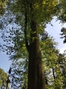 DietWALD-Buche-3-scaled.jpg