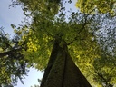 DietWALD-Buche-4-scaled.jpg