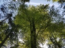 DietWALD-Buche-5-scaled.jpg